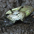 Triangular Fiddler Crab (Austruca triangularis) in Cairns<br />Canon 7D + EF70-200 F4L + EF1.4xII